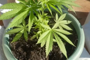 Denunci el robo de dos plantas de marihuana