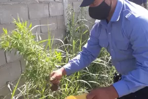 Investigan robo y hallan plantacin de marihuana