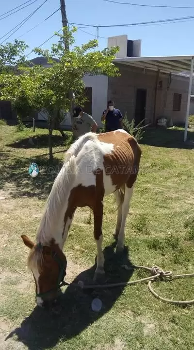 animales secuestrados