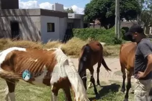 Secuestran animales sueltos en la zona sur de la ciudad