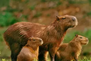 La impopular medida sobre los carpinchos que Corrientes tuvo que cancelar en menos de 24 horas