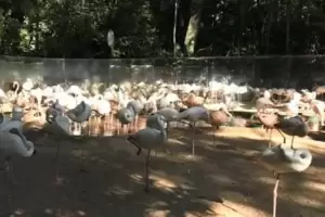 Dos yaguarets mataron a 172 flamencos en Foz de Iguaz