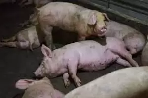 Senasa declar alerta sanitaria en todo el pas por el virus de la Peste Porcina Africana