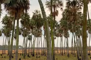 Chaco: ceden a la Naci�n jurisdicci�n para crear el Parque Nacional Laguna El Palmar