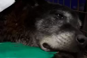 Rescatan un perro de una alcantarilla tras 20 horas de trabajo