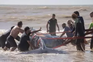 Rescate de una ballena encallada en Villa Gesell