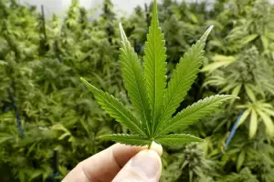 La Corte Suprema despenaliz el cultivo de cannabis para uso medicinal