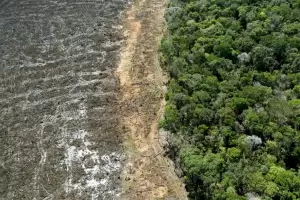 La selva amaznica se est deforestando a un ritmo ms rpido que en los ltimos 15 aos