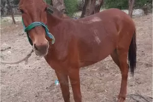 Secuestran animales sueltos en Capital y Valle Viejo