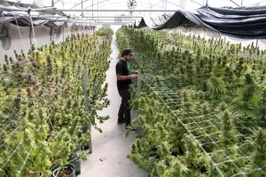 El Gobierno aprob el proyecto de investigacin sobre el cultivo de cannabis