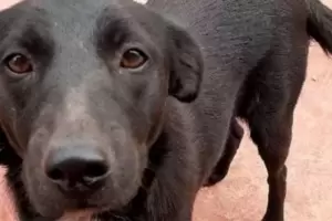 Condenaron a un ao de prisin a un hombre que viol y mat a una perra