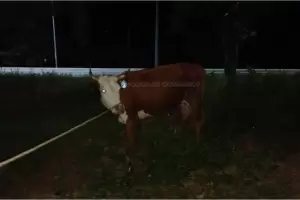 Secuestraron animales sueltos en Fray Mamerto Esqui�