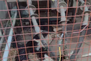 Un gato dej sin luz la zona del Predio Ferial