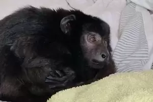 En un allanamiento la polic�a encontr� un mono en estado de abandono: estaba encerrado en un armario