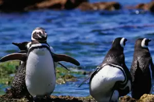El 80% de la poblacin mundial de los pinginos de Magallanes habita en el pas y cada ao se reduce su poblacin