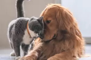 Nueva ley en Espaa: los animales ya no sern "bienes inmuebles o cosas", sino "seres sintientes"