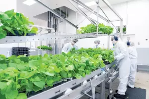 La vacuna vegetal que se estudia en la Argentina mostr 71% de eficacia