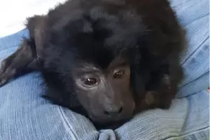 Coco, el mono rescatado en la casona de Belgrano R: No descartamos que le hayan cortado las cuerdas vocales