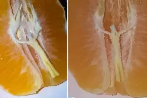 Inslito: un hombre hall la imagen de Jess en una mandarina