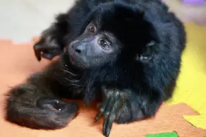 Piden que Coco, el mono rescatado, sea declarado "persona no humana" para ser considerado "sujeto de derecho"