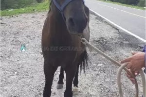 Secuestraron un animal suelto en El Portezuelo