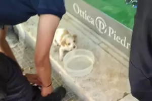 Rescatan un cachorrito que fue dejado, en plena siesta, en el interior de un taxi
