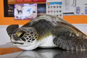 Un pescador rescat a una tortuga marina que tena 10 tipos de plstico en su estmago
