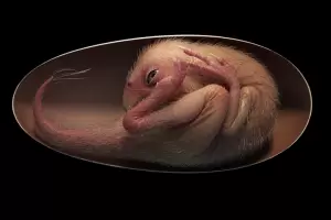 Hallaron un embrin de dinosaurio perfectamente preservado que se preparaba para nacer