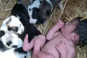 Milagro: una beb recin nacida fue abandonada en un campo y la salvaron una perra y sus cachorros