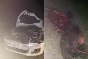 Impact contra un animal y lo destroz