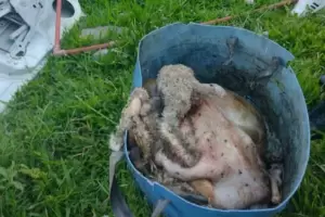 Cuatro policas fueron detenidos por robar un cordero de un campo: lo cargaron en el mvil y lo guardaron en la heladera de la comisara