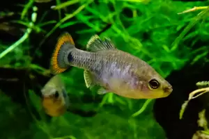 Pez tequila: fue declarado extinto en el 2003 y ahora reapareci� en los r�os de M�xico