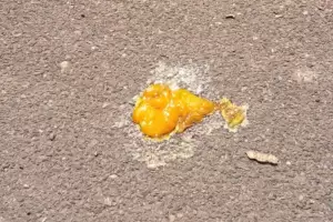 Clsico: arrojaron un huevo al piso y se cocin al instante