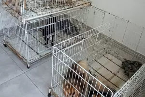 Tres perras y un cachorro fueron rescatados de un criadero ilegal donde eran maltratados