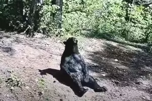 Tras pasar 25 aos en un circo, un oso fue liberado y ahora se encuentra recuperado