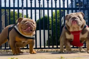 Una pareja fue multada por hacer que sus perras quedaran preadas constantemente