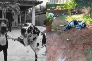 Conmovedora amistad canina: l muri y ella ahora no se despega de su tumba