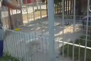 Rescatan a dos Caniches Toy de una casa: otro muri de calor