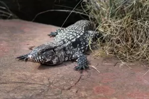 Despus de los carpinchos en Nordelta, una nueva especie animal invade los countries: peligro o ventaja?