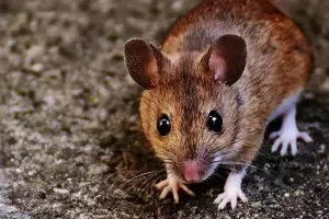 Una nia de 8 aos muri por hantavirus en Chubut