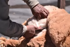 Fibra de Vicua: Catamarca sigue siendo la principal productora de Argentina