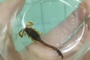 Animales ponzo�osos: c�mo evitarlos y qu� hacer ante una picadura