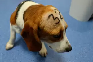 Un laboratorio cuestionado y 32 cachorros beagles: el caso de maltrato animal que tiene en vilo a Espaa