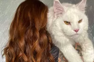 Kefir, el gato gigante que mide ms de 1 metro y pesa 12 kilos