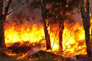 Corrientes: Un hombre fue sorprendido cuando iniciaba un incendio forestal y termin detenido