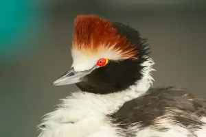 Naci en Santa Cruz un mac tobiano, una especie en peligro crtico de extincin