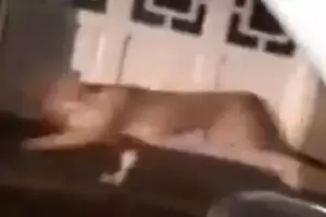 Ins�lito: Buscan a un puma suelto en pleno centro de Buenos Aires