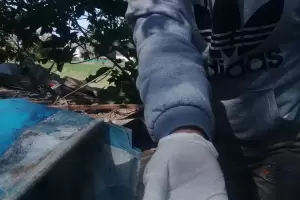 Salud informa sobre la transmisin de Chagas