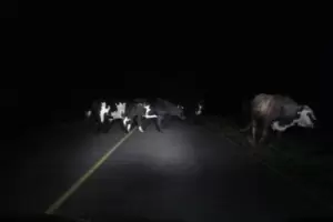 Jvenes salvaron sus vidas de milagro al embestir a un animal vacuno