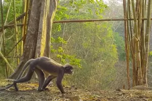 Asia: Hallaron ms de 200 especies nuevas de animales y plantas